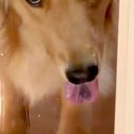 掃除のためにドアを閉めたら、外に出された大型犬が…意思が強すぎる『表情』が16万表示「めっちゃ怒ってて笑ったｗ」「許さない顔で草」と爆笑(ブログ)