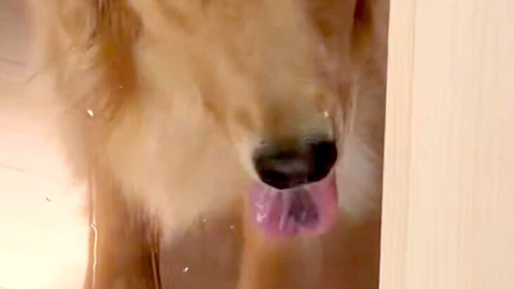 掃除のためにドアを閉めたら、外に出された大型犬が…意思が強すぎる『表情』が16万表示「めっちゃ怒ってて笑ったｗ」「許さない顔で草」と爆笑(ブログ)