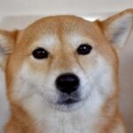 犬が『不安だよ』と飼い主に伝えているサイン5選　心配性なワンコの特徴とは？(ブログ)