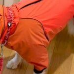 どうしても『雨の日の散歩』に行きたくない大型犬→わかりやすすぎる『まさかの抗議方法』が50万再生「表情最高ｗｗ」「声出して笑った」(ブログ)