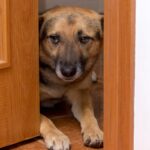 犬を『入れてはいけない場所』の特徴8つ　愛犬にとって危険な部屋の状況や起こり得るトラブルまで(ブログ)