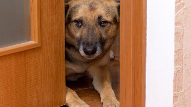 犬を『入れてはいけない場所』の特徴8つ　愛犬にとって危険な部屋の状況や起こり得るトラブルまで(ブログ)