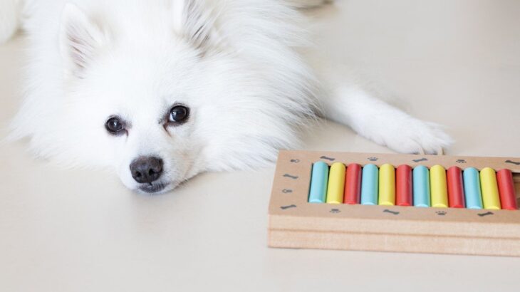 犬に『知育玩具』は必要なの？おもちゃを与えるメリットや選ぶときのポイントまで解説(ブログ)