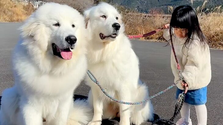 3歳の女の子が『超大型犬2頭の散歩』をした結果→大人顔負けな『たくましすぎる光景』が11万再生「本当の姉妹みたい」「みんな可愛い」と称賛(ブログ)
