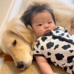 生まれたときから大型犬と過ごした赤ちゃん→優しく見守ってくれて…涙が出るほど愛おしい『家族の日常』が10万再生「優しい顔」「母のよう」(ブログ)