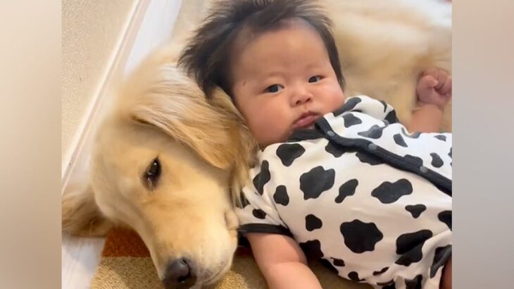 生まれたときから大型犬と過ごした赤ちゃん→優しく見守ってくれて…涙が出るほど愛おしい『家族の日常』が10万再生「優しい顔」「母のよう」(ブログ)