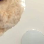 スマホでTikTokを見ていたら、犬が隣にやってきたので撮影→インカメラが捉えた『可愛すぎる光景』が124万再生「最高」「浮気確認？ｗ」(ブログ)