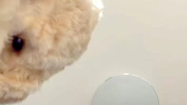 スマホでTikTokを見ていたら、犬が隣にやってきたので撮影→インカメラが捉えた『可愛すぎる光景』が124万再生「最高」「浮気確認？ｗ」(ブログ)