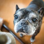 『病気にかかりやすい犬種』５選　主な理由や日頃からできる予防法まで解説(ブログ)