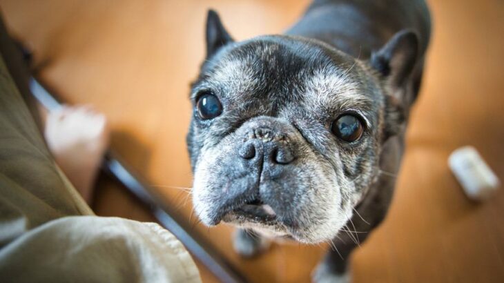 『病気にかかりやすい犬種』５選　主な理由や日頃からできる予防法まで解説(ブログ)