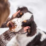 犬が『撫でてほしい』と伝えているサイン5つ　要求してきたときに飼い主がすべき行動とは？(ブログ)