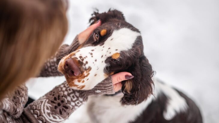 犬が『撫でてほしい』と伝えているサイン5つ　要求してきたときに飼い主がすべき行動とは？(ブログ)