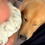 大型犬のいる家で赤ちゃんを育てた結果…まるで子どもが二人いるかのような光景が「嫉妬するの超可愛い」「ママがかまってくれないと寂しいよね」(ブログ)