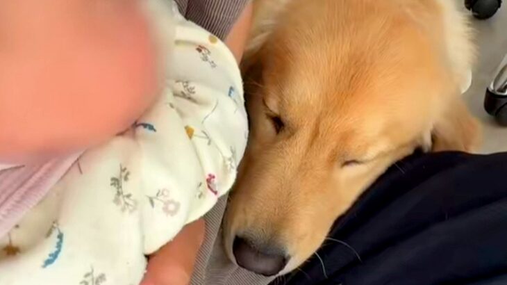大型犬のいる家で赤ちゃんを育てた結果…まるで子どもが二人いるかのような光景が「嫉妬するの超可愛い」「ママがかまってくれないと寂しいよね」(ブログ)