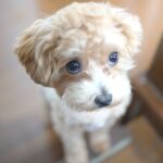 犬が苦手とする『色』3選　苦手だと感じるワケや愛犬が好む色の傾向まで解説(ブログ)