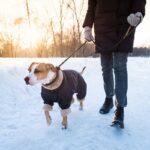 犬の『冬散歩』注意すべきポイントとは？日常に潜む危険や安全に外出する方法まで(ブログ)