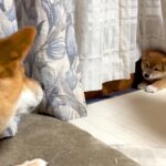 先輩犬に吠えられて後ずさっていた子犬→1年後…たくましく育った『現在の光景』が微笑ましいと50万再生「強くなりましたね」「がんばれ」(ブログ)