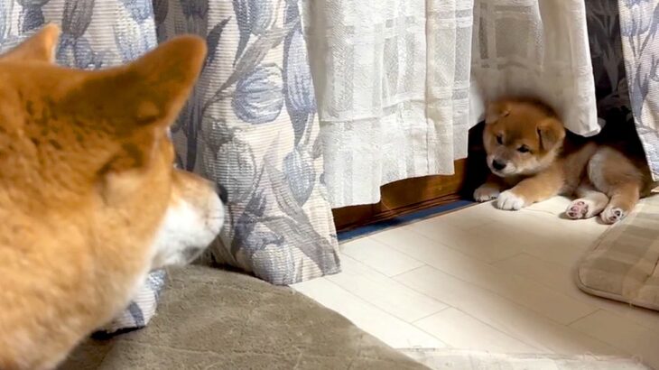 先輩犬に吠えられて後ずさっていた子犬→1年後…たくましく育った『現在の光景』が微笑ましいと50万再生「強くなりましたね」「がんばれ」(ブログ)