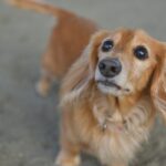 犬が『何もない場所』を見つめるワケとは？不思議な行動をみせる理由や注意点まで(ブログ)