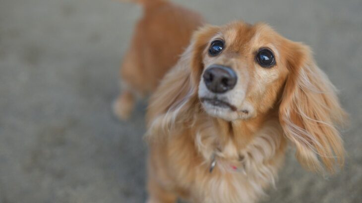 犬が『何もない場所』を見つめるワケとは？不思議な行動をみせる理由や注意点まで(ブログ)
