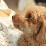 犬が飼い主の前で『ため息』をつく心理5つ　ネガティブな意味だけじゃない？適切な対応まで(ブログ)