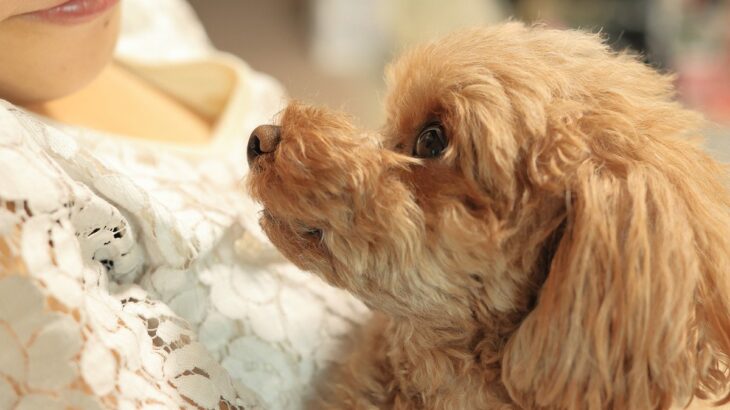 犬が飼い主の前で『ため息』をつく心理5つ　ネガティブな意味だけじゃない？適切な対応まで(ブログ)