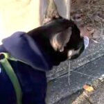 お散歩中『何か』を拾った犬→顔を見てみたら…意外すぎる『まさかの拾いもの』に反響　『ドヤ顔』で自慢する光景に思わずほっこり(ブログ)