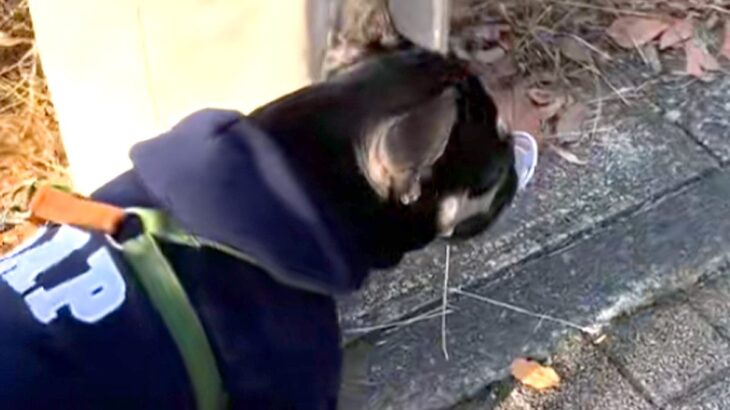 お散歩中『何か』を拾った犬→顔を見てみたら…意外すぎる『まさかの拾いもの』に反響　『ドヤ顔』で自慢する光景に思わずほっこり(ブログ)