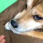 こっそりイタズラをしていた犬に注意した結果⋯衝撃の『日本語で文句を言う光景』が78万再生「思った以上に喋ってたｗｗ」「悪魔で草」と爆笑(ブログ)