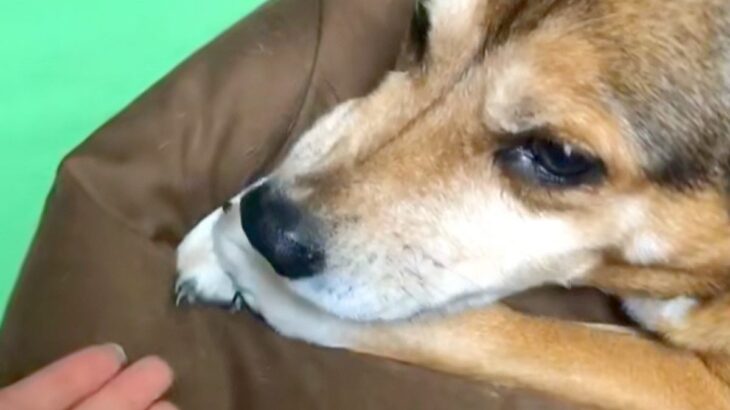 こっそりイタズラをしていた犬に注意した結果⋯衝撃の『日本語で文句を言う光景』が78万再生「思った以上に喋ってたｗｗ」「悪魔で草」と爆笑(ブログ)