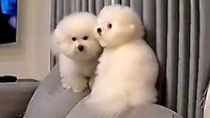 いつもストーカーしてくる2匹の犬→『バレないように家を出れるか』挑戦する光景が23万再生「色々大爆笑した」「とりあえずママの負けｗｗ」(ブログ)