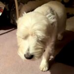 『寝起きすぎる犬』がSNSで話題　スロー再生かと思うほどの動きに「あかん、可愛すぎる」「眠いと嬉しいがいっぺんにｗ」と74万再生の反響(ブログ)