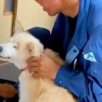 Wi-Fi工事のため、業者さんが家にやってきた結果→犬がべったりと…相思相愛な『微笑ましい光景』が45万再生「距離ｗ」「ご満悦なお顔」(ブログ)