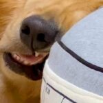 『100連勤した？』何をしても起きない大型犬→顔を見てみると…予想を超える『衝撃の表情』が27万再生「笑いすぎて腹痛い」「最高ｗｗｗ」(ブログ)