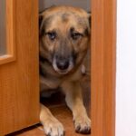 犬が『お風呂を覗いてくる』心理５選　主な理由や飼い主がすべき適切な対応まで(ブログ)