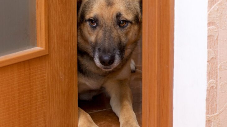 犬が『お風呂を覗いてくる』心理５選　主な理由や飼い主がすべき適切な対応まで(ブログ)