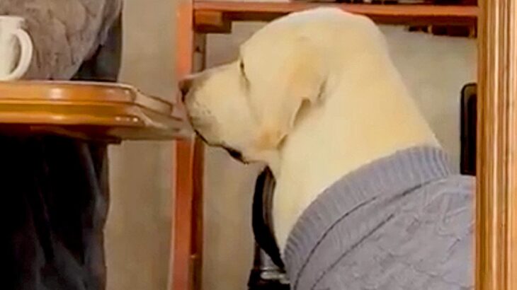 おばあちゃんの家に遊びに行った大型犬が毎回すること…ちょっぴり気まずい『まさかの行動』に3万いいね「うちにも来てほしいｗ」「無言の圧」(ブログ)