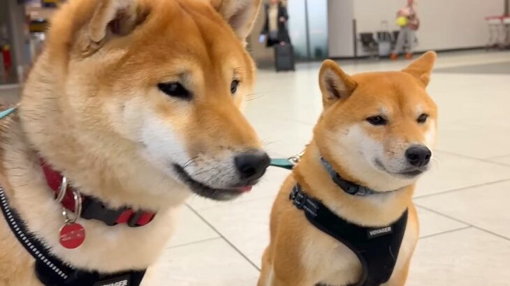 半月ぶりに海外から帰ってきたママ→空港まで『2匹の犬』が迎えに来て…『再会の瞬間』が泣けると11万再生「最高の笑顔」「胸がじーんと…」(ブログ)