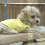 『おっとり癒し系な赤ちゃん犬』を飼ったと思っていたら…予想を裏切る『まさかの豹変っぷり』が41万再生「ギャップが笑える」「元気が一番」(ブログ)