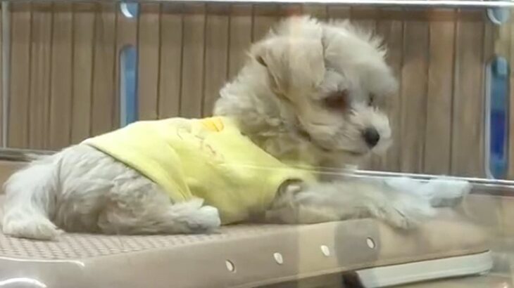 『おっとり癒し系な赤ちゃん犬』を飼ったと思っていたら…予想を裏切る『まさかの豹変っぷり』が41万再生「ギャップが笑える」「元気が一番」(ブログ)