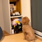 ある日、亡くなった父の仏壇の前から動かなくなった犬…涙溢れる『まさかの光景』が47万再生「絶対に会いに来てる」「会話してる…泣いた」(ブログ)