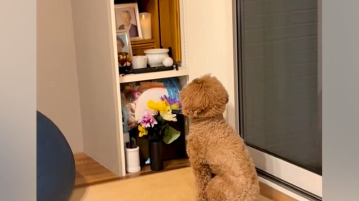 ある日、亡くなった父の仏壇の前から動かなくなった犬…涙溢れる『まさかの光景』が47万再生「絶対に会いに来てる」「会話してる…泣いた」(ブログ)