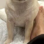 大阪へ行くため3日間の外出→犬に『行ってくるね、バイバイ』と言った結果…切ない表情に2万いいね「後ろ髪を引かれる」「顔が…可愛い」(ブログ)