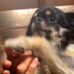 92歳のおばあちゃんにチワワを見せ『犬種はなに？』と質問した結果…想像を超える『まさかの勘違い』に爆笑「かっこいい」「チだけ合ってて草」(ブログ)