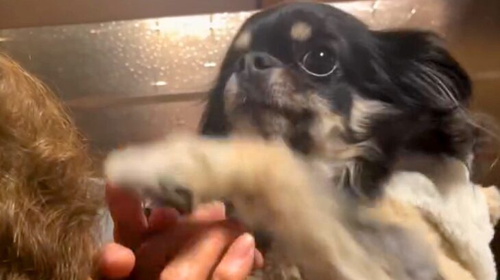 92歳のおばあちゃんにチワワを見せ『犬種はなに？』と質問した結果…想像を超える『まさかの勘違い』に爆笑「かっこいい」「チだけ合ってて草」(ブログ)