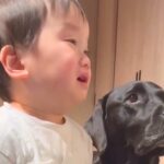 小さな男の子がママに叱られていると、大型犬が間に入って…まるで『人間のような行動』が173万再生「健気で涙出ちゃう」「心配してるんだね」(ブログ)