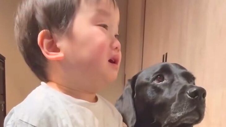 小さな男の子がママに叱られていると、大型犬が間に入って…まるで『人間のような行動』が173万再生「健気で涙出ちゃう」「心配してるんだね」(ブログ)
