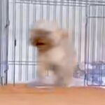 『なんでやねんｗｗ』犬に”悲しいお知らせがあります”と言うと、必ず…『まさかの行動』が面白いと258万再生「現実逃避？」「お利口すぎ」(ブログ)