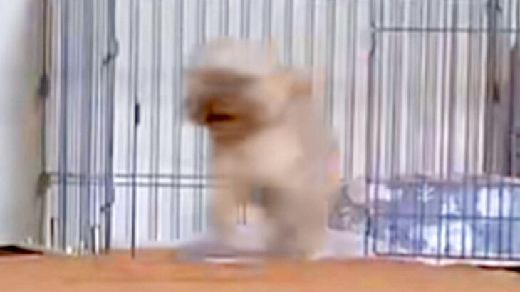 『なんでやねんｗｗ』犬に”悲しいお知らせがあります”と言うと、必ず…『まさかの行動』が面白いと258万再生「現実逃避？」「お利口すぎ」(ブログ)