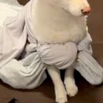 女の子の遊びに付き合う保護犬→そのまま取り残され…あまりにもシュールな光景に爆笑「虚無感がとても良い」「ご利益ありそうｗ」と3万いいね(ブログ)